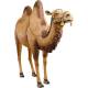 Statue Chameau -  182 cm hauteur